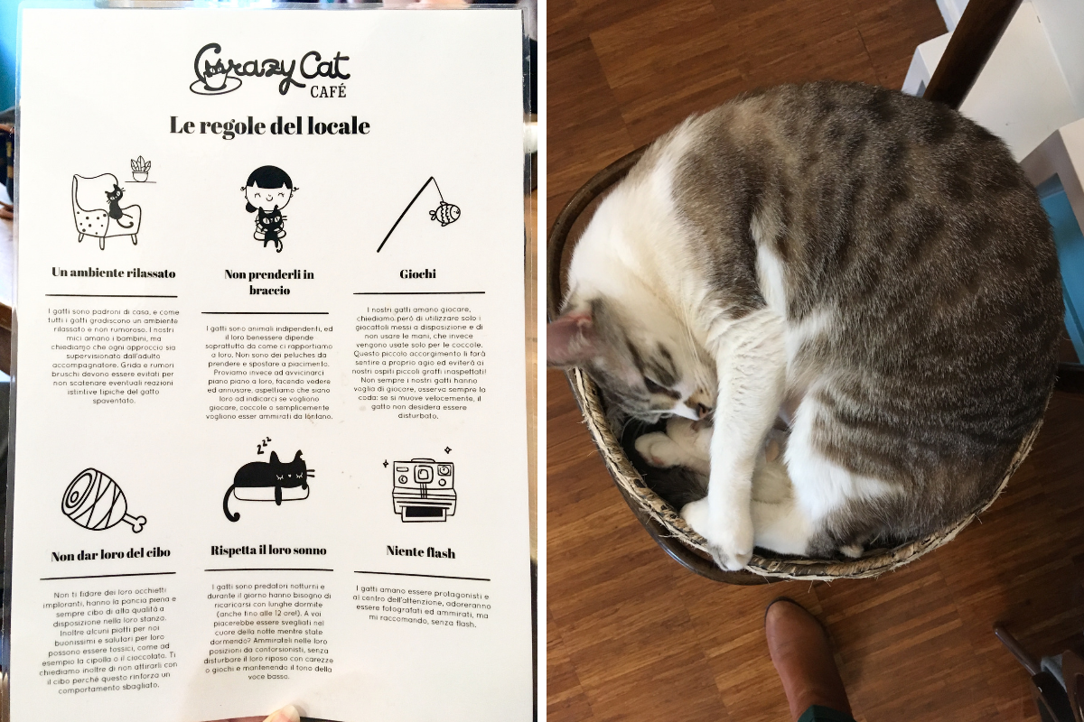 Crazy Cat Cafe Milano recensione (1)