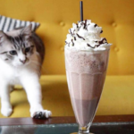 Crazy Cat Cafe Milano recensione (4)